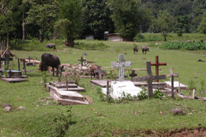 Cattle in graveyard