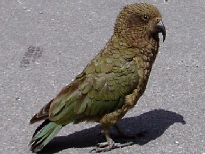 Kea Parrots
