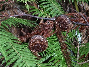 NZ Ferns