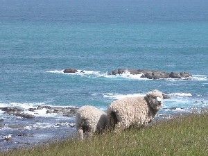 NZ Sheep