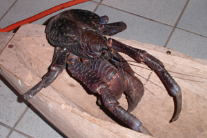 Coconut Crab